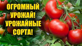 Почему я раньше не сажал эти сорта томатов, знал бы что столько урожая принесут посадил бы меньше