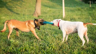 👇दो कुत्तों की लड़ाई😂|two dogs fighting each other | #shorts #shortvideo #youtubeshorts #trending