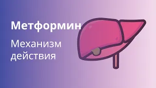 Метформин. Механизм действия метформина при диабете 2 типа