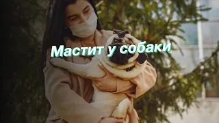 Мастит у собаки