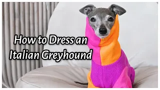 How to Dress an Italian Greyhound