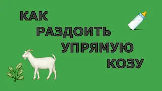 Как Раздоить Козу После Отъема Козлят