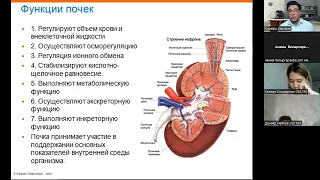 Лекция Физиология мочевыделительной системы 2022-09-19. 9:00