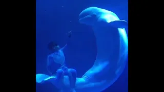 Beluga whale swimming istanbul turkey