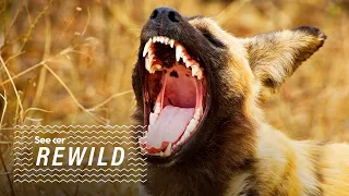 Painted Wolves: Why Is Fear So Important to an Ecosystem