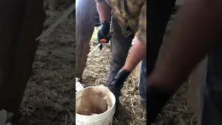 Castrating bull calves with a head gate.