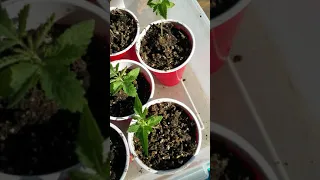 Curling leaves on seedlings