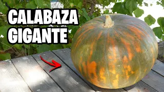 Como Cultivar CALABAZA GIGANTE!! Guía completa con Trucos y Consejos | La Huerta de Ivan