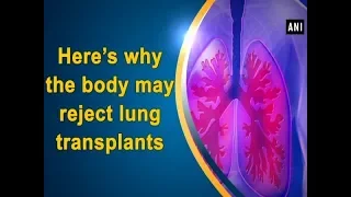 Here’s why the body may reject lung transplants