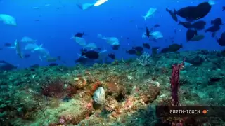 Nature's wonders: Coral reefs in HD