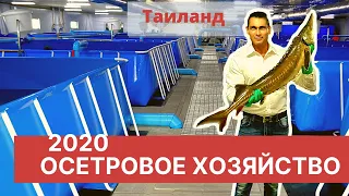 Бизнес: УЗВ для выращивания осетров в Таиланде | Akva Ferma | Часть2