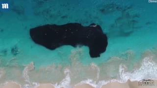 Drone footage shows what people couldnt see: there are sharks beneath!