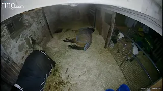 Horse (Sven) lays down in his stall and cracks off 30 second epic fart.