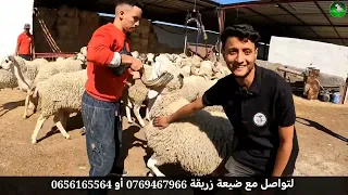 عرض خياالي خروف العيد ب 1800 درهم فقط