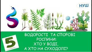 ВОДОРОСТІ  ТА СПОРОВІ РОСЛИНИ:ХТО У ВОДІ, А ХТО НА СУХОДОЛІ?