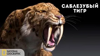 Доисторические хищники: Саблезубый тигр | Документальный фильм National Geographic