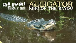 Alligator: King of the Bayou | Alive! In America's Delta