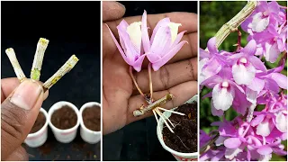 How to propagate orchids from flower branches faster than ever // Knowing this secret