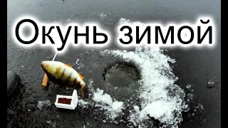 Окунь зимой на мормышку