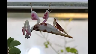 Orchideenmantis   Hymenopus coronatus