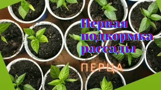 Первая подкормка рассады перца