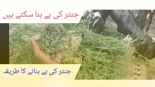 How to make Sesbania Hay جنتر کی ہے بنانے کا طریقہ