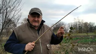 Фундук. А вже осінь прийшла у мій сад. 🍂