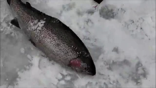 Форель во время запуска со льда,  нижний пруд. Клёвое место "Лосиный остров",