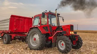 Kukorica aratás | MTZ 82 Turbo + Schwarzmüller + 2x MBP | Claas Mega 204