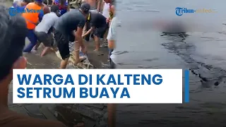 Heboh, Bocah di Kalteng Diterkam Buaya, Warga Setrum dan Belah Perut Buaya untuk Cari Jenazah