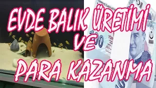 EVDE BALIK ÜRETİMİ VE PARA KAZANMA, tropheus akvaryumu,akvaryum balıkları,