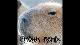 capybara (phonk remix) 1hour