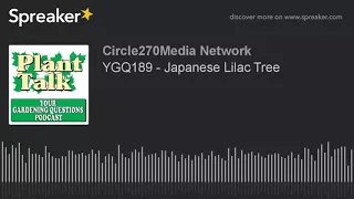 YGQ189 - Japanese Lilac Tree