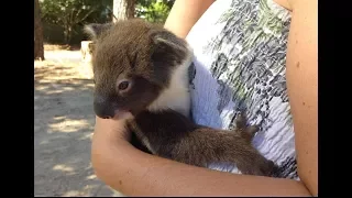 Heart Warming Moment Mum & Joey Koala Reunite