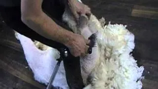 sheep shearing in wairarapa