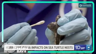 Idalia wiped out more than 80% of existing sea turtle nests in Northern Pinellas County