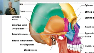 Anatomy of head and neck module in Arabic  5  (Norma lateralis) , by Dr. Wahdan