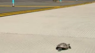 JFK Runway Becomes Turtle Crossing