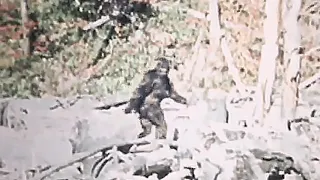 Stabilized Patterson–Gimlin footage of Bigfoot. Taken in 1967