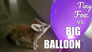 Cute Fennec Fox vs. BIG BALLOONS! Too Scary for Popping?