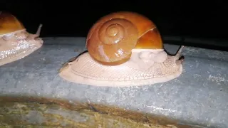 Snail to Find the Food at Midnight. #animals #snail