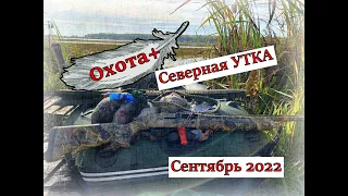 Охота на Северную утку  в Сентябре. Рыбалка на сеть. Уток пострелял и рыбы наловил, Ружьё Импала+