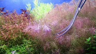 Trimming - Planted Aquarium