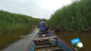 👍 Ribeirinho da Amazonia pesca no igarapé do paranã