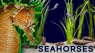 Why Seahorses Are So Weird