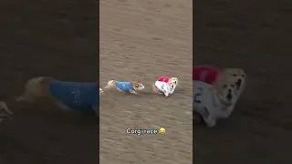 Corgi races are ELECTRIC 😂