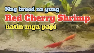 Fish tank update | Aquatic plants | Rummy nose tetra | Red eye tetra | Red Cherry Shrimp