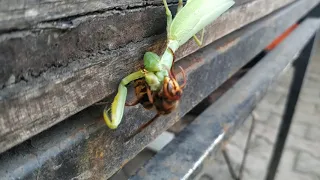 Best kill brutal hornet Vs prayer mantis fight