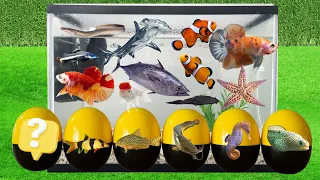 Colorful surprise eggs, lobster, snake, cichlid, betta fish, turtle, butterfly fish, Goldfish