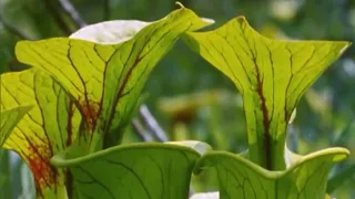 Exploring the Venus Flytrap with Attenborough | BBC Earth